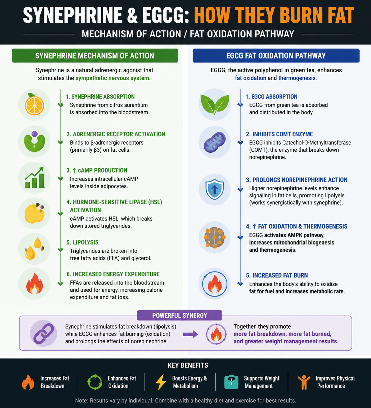 How Citrus Burn ingredients support fat metabolism